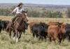 Día de las Mujeres Rurales: el trabajo invisible que sostiene la producción de alimentos Mujer de campo montada a caballo arrea un rodeo vacuno de Angus negro y Angus colorado en un establecimiento ganadero.