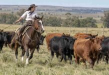 Día de las Mujeres Rurales: el trabajo invisible que sostiene la producción de alimentos Mujer de campo montada a caballo arrea un rodeo vacuno de Angus negro y Angus colorado en un establecimiento ganadero.