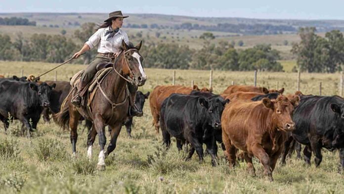 mujer-campo-caballo-arriando-rodeo-angus-ruralnet Mujer de campo montada a caballo arrea un rodeo vacuno de Angus negro y Angus colorado en un establecimiento ganadero.