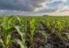 El Niño se fortalece: qué cambia para la campaña gruesa Plantas jóvenes de maíz con gotas de agua sobre las hojas y suelo húmedo bajo un cielo parcialmente nublado.