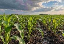 El Niño se fortalece: qué cambia para la campaña gruesa Plantas jóvenes de maíz con gotas de agua sobre las hojas y suelo húmedo bajo un cielo parcialmente nublado.