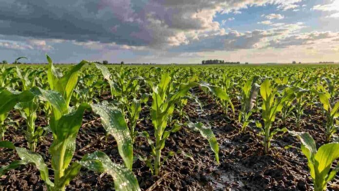 nino-2026-maiz-campana-gruesa (2) Plantas jóvenes de maíz con gotas de agua sobre las hojas y suelo húmedo bajo un cielo parcialmente nublado.