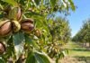 Pecán en Argentina: buscan precisar cuánto frío y calor necesita cada variedad Frutos de pecán maduros en una plantación, en el marco de estudios sobre variedades y aptitud agroclimática en distintas regiones de Argentina.