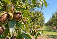 Pecán en Argentina: buscan precisar cuánto frío y calor necesita cada variedad Frutos de pecán maduros en una plantación, en el marco de estudios sobre variedades y aptitud agroclimática en distintas regiones de Argentina.