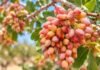Pistacho en Cuyo: las claves de un cultivo que tarda más de 10 años en llegar a plena producción Racimo de pistachos en desarrollo sobre una planta, en un cultivo adaptado a las condiciones áridas de Cuyo.
