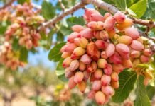 Pistacho en Cuyo: las claves de un cultivo que tarda más de 10 años en llegar a plena producción Racimo de pistachos en desarrollo sobre una planta, en un cultivo adaptado a las condiciones áridas de Cuyo.