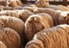 Las exportaciones de lana crecieron 28% en la zafra 2025/26 Ovejas reunidas en un corral rural, en una imagen que representa la producción ovina y el manejo del rodeo.
