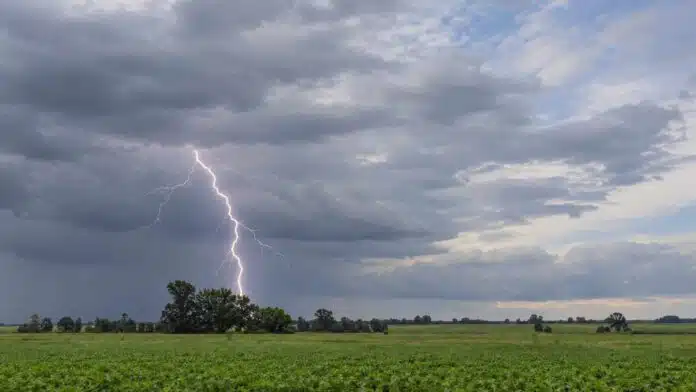 pronostico-24-26-octubre-tormentas-campo-relampago Tormenta eléctrica con un relámpago ramificado sobre un campo agrícola, durante una jornada de cielo nublado y lluvias en Argentina.