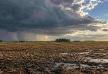 Pronóstico hasta el domingo 4: cuándo ceden las tormentas en Entre Ríos y Santa Fe Campo en barbecho con suelo húmedo, nubes de tormenta y claros de sol sobre el horizonte