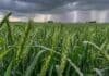 Pronóstico del 17 al 19 de octubre: lluvias, tormentas aisladas y tiempo inestable en varias provincias Campo de trigo en Argentina bajo un cielo de tormenta, con intensas lluvias en el horizonte y un relámpago entre las nubes.
