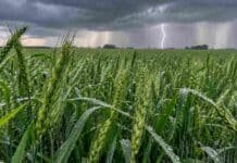 Pronóstico del 17 al 19 de octubre: lluvias, tormentas aisladas y tiempo inestable en varias provincias Campo de trigo en Argentina bajo un cielo de tormenta, con intensas lluvias en el horizonte y un relámpago entre las nubes.