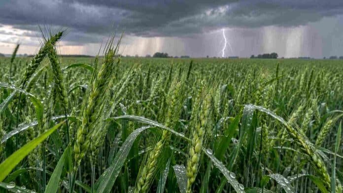 Campo de trigo en Argentina bajo un cielo de tormenta, con intensas lluvias en el horizonte y un relámpago entre las nubes.