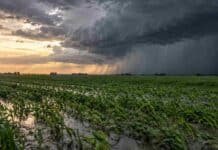Pronóstico del 6 al 8 de octubre: las tormentas ganan intensidad en el centro y luego avanzan al norte Lote agrícola anegado con cortina de lluvia y frente de tormenta avanzando sobre el centro del país durante el pronóstico del 6 al 8 de octubre.