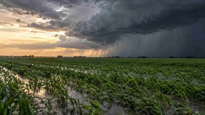 pronostico-tormentas-centro-norte-6-8-octubre-ruralnet Lote agrícola anegado con cortina de lluvia y frente de tormenta avanzando sobre el centro del país durante el pronóstico del 6 al 8 de octubre.