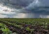 Pronóstico del 30 de octubre al 1 de noviembre: tormentas fuertes en el centro y hasta 38 °C Cultivo de soja en emergencia bajo nubes de tormenta y cortinas de lluvia en un campo agrícola argentino.