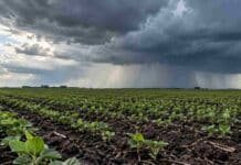 Pronóstico del 30 de octubre al 1 de noviembre: tormentas fuertes en el centro y hasta 38 °C Cultivo de soja en emergencia bajo nubes de tormenta y cortinas de lluvia en un campo agrícola argentino.