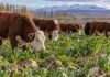 Remolacha forrajera: la carne tuvo más del doble de omega-3 que con una dieta de maíz Novillos pastoreando remolacha forrajera en un sistema ganadero de la Norpatagonia durante el otoño-invierno.