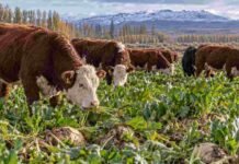 Remolacha forrajera: la carne tuvo más del doble de omega-3 que con una dieta de maíz Novillos pastoreando remolacha forrajera en un sistema ganadero de la Norpatagonia durante el otoño-invierno.