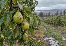 Sarna del peral: INTA detectó riesgo severo en todo el Alto Valle Peras y hojas con síntomas de sarna en un monte frutal del Alto Valle, bajo condiciones de alta humedad y suelo mojado.