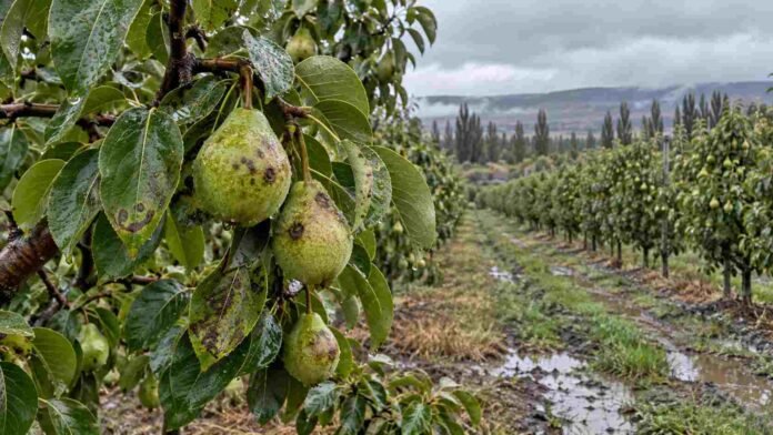 Peras y hojas con síntomas de sarna en un monte frutal del Alto Valle, bajo condiciones de alta humedad y suelo mojado.