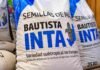 Maíz en Misiones: una variedad local combina adaptación, proteína y semilla reutilizable Bolsas de semillas de maíz Bautista INTA, una variedad subtropical desarrollada para las condiciones productivas de Misiones.