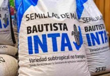 Maíz en Misiones: una variedad local combina adaptación, proteína y semilla reutilizable Bolsas de semillas de maíz Bautista INTA, una variedad subtropical desarrollada para las condiciones productivas de Misiones.