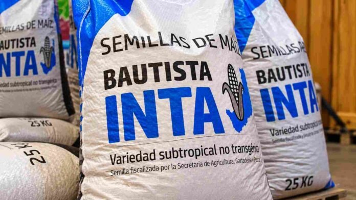 semillas-maiz-bautista-inta-misiones Bolsas de semillas de maíz Bautista INTA, una variedad subtropical desarrollada para las condiciones productivas de Misiones.