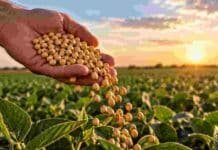 Ley de semillas: ASA flexibiliza su postura sobre el uso propio y busca destrabar la negociación Mano de un productor sosteniendo semillas de soja sobre un cultivo, en una imagen ilustrativa del debate por la nueva ley de semillas y el uso propio.