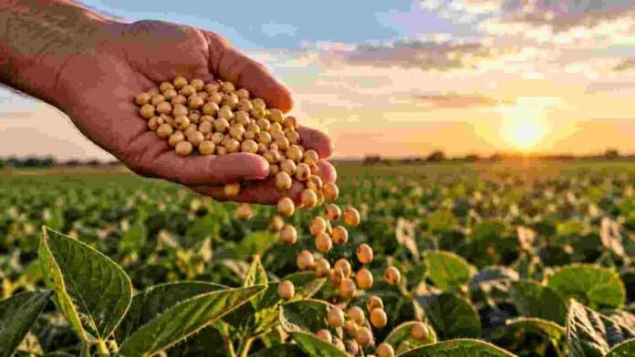 semillas-soja-mano-productor-ruralnet Mano de un productor sosteniendo semillas de soja sobre un cultivo, en una imagen ilustrativa del debate por la nueva ley de semillas y el uso propio.