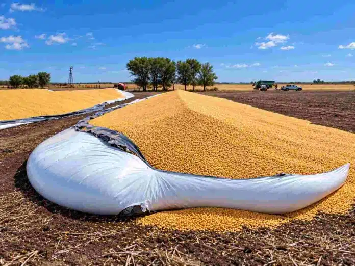 Silobolsa roto con granos derramados sobre el suelo en un campo argentino, bajo un cielo despejado, con maquinaria agrícola al fondo.