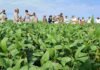 Una soja superó los 5.200 kg/ha y ACA Neogen ajusta su portfolio para la nueva campaña Productores y técnicos recorren un lote de soja durante una jornada a campo para evaluar variedades, manejo y rendimiento del cultivo.