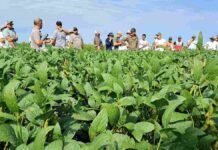 Una soja superó los 5.200 kg/ha y ACA Neogen ajusta su portfolio para la nueva campaña Productores y técnicos recorren un lote de soja durante una jornada a campo para evaluar variedades, manejo y rendimiento del cultivo.