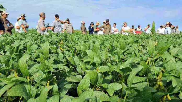 soja-aca-neogen-jornada-campo-ruralnet Productores y técnicos recorren un lote de soja durante una jornada a campo para evaluar variedades, manejo y rendimiento del cultivo.