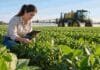 Argentina autorizó una nueva soja transgénica tolerante a herbicidas Técnica inspecciona un cultivo de soja mientras una pulverizadora trabaja en el lote, en una imagen ilustrativa de una nueva soja genéticamente modificada tolerante a distintos herbicidas.
