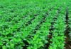 Fertilización: en maíz sumó US$403 por hectárea y en soja casi duplicó el margen lote de soja