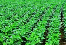 Fertilización: en maíz sumó US$403 por hectárea y en soja casi duplicó el margen lote de soja
