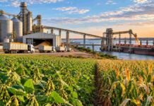 Argentina puede ganar terreno en las exportaciones agroindustriales hacia 2035 Cultivos de soja y maíz frente a una terminal portuaria de granos, con silos, camiones y un buque carguero durante una operación de exportación.