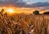 Granos: el trigo mostró mayor actividad mientras la soja quedó sin ofertas abiertas Cultivos de soja, maíz y trigo en un campo durante la cosecha, con maquinaria agrícola trabajando al atardecer.