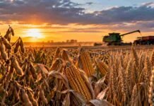 Granos: el trigo mostró mayor actividad mientras la soja quedó sin ofertas abiertas Cultivos de soja, maíz y trigo en un campo durante la cosecha, con maquinaria agrícola trabajando al atardecer.