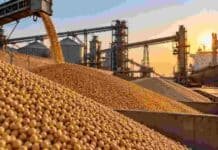 Granos: la soja cedió en Rosario y el trigo mejoró posiciones diferidas en una rueda presionada por Chicago Soja descargándose en una terminal portuaria de granos, con silos y un buque cerealero al fondo durante una jornada de comercialización.