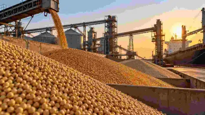 Soja descargándose en una terminal portuaria de granos, con silos y un buque cerealero al fondo durante una jornada de comercialización.