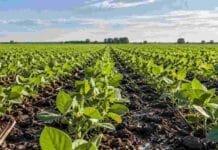 Comenzó la siembra de soja temprana en Santa Fe: prevén 1,1 millones de hectáreas Lote de soja temprana en desarrollo en el centro-norte de Santa Fe, con buenas condiciones de humedad para la implantación.
