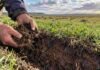 Las lluvias despertaron la actividad del suelo en Patagones y el manejo marcó fuertes diferencias Manos examinando un suelo húmedo con raíces y lombrices en Patagones, donde las lluvias reactivaron la actividad biológica tras años de sequía.