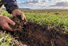 Las lluvias despertaron la actividad del suelo en Patagones y el manejo marcó fuertes diferencias Manos examinando un suelo húmedo con raíces y lombrices en Patagones, donde las lluvias reactivaron la actividad biológica tras años de sequía.