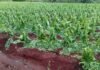Tabaco en Misiones: granizo dejó pérdidas totales y alertan que El Niño puede agravar la campaña Cultivo de tabaco dañado por granizo en Misiones, con plantas quebradas y hojas afectadas tras una tormenta intensa.