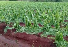Tabaco en Misiones: granizo dejó pérdidas totales y alertan que El Niño puede agravar la campaña Cultivo de tabaco dañado por granizo en Misiones, con plantas quebradas y hojas afectadas tras una tormenta intensa.