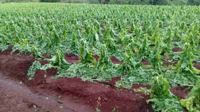 Cultivo de tabaco dañado por granizo en Misiones, con plantas quebradas y hojas afectadas tras una tormenta intensa.