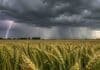 Pronóstico del 27 al 29 de octubre: prevén tormentas en Córdoba, San Luis y La Pampa Tormenta eléctrica sobre un campo de trigo en etapa de llenado de granos, con un relámpago, nubes oscuras y cortinas de lluvia sobre el paisaje agrícola argentino