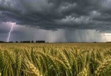 Pronóstico del 27 al 29 de octubre: prevén tormentas en Córdoba, San Luis y La Pampa Tormenta eléctrica sobre un campo de trigo en etapa de llenado de granos, con un relámpago, nubes oscuras y cortinas de lluvia sobre el paisaje agrícola argentino
