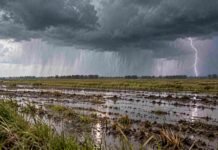 El SMN advierte por tormentas en cinco provincias y suma alertas por nieve, viento y Zonda Campo encharcado con rastrojos bajo nubes de tormenta, cortinas de lluvia y un relámpago en el horizonte.